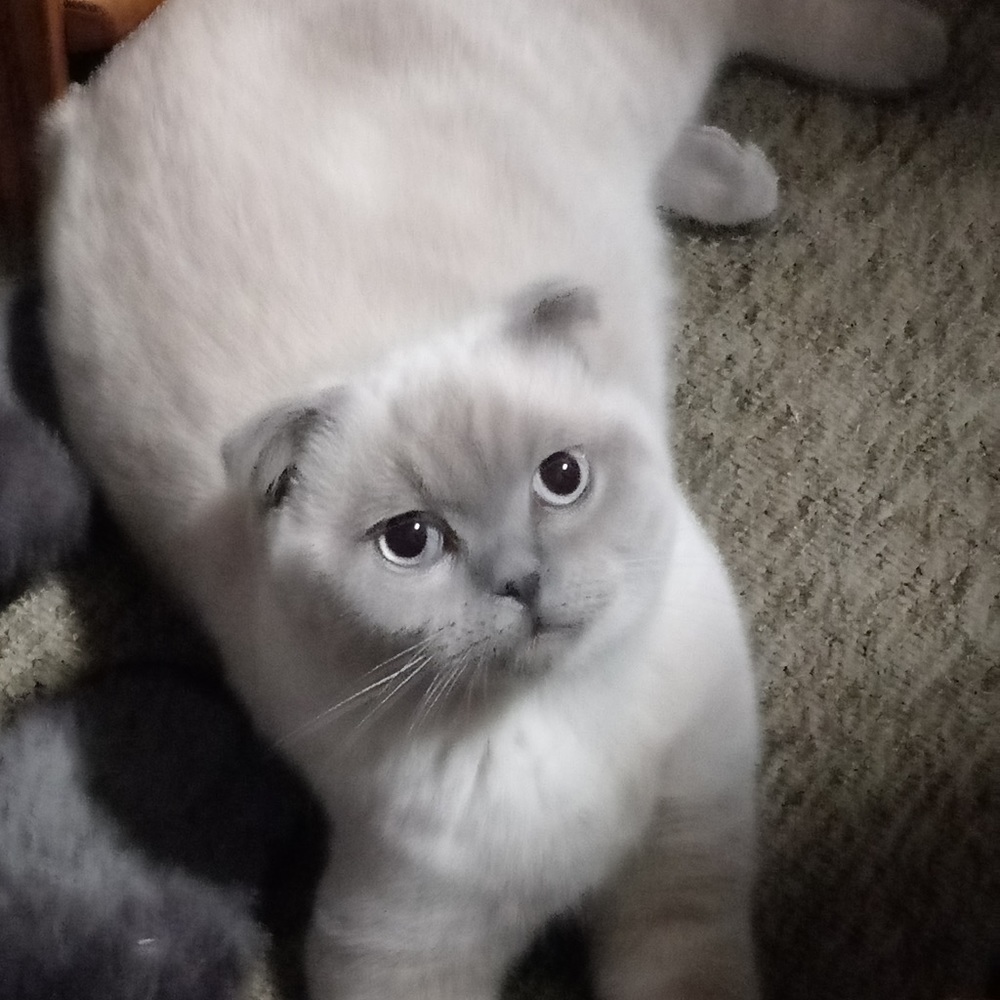 Teddy